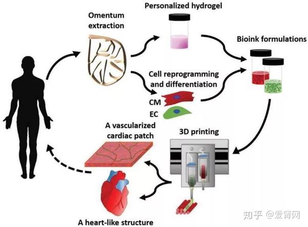 3D打印腎臟技術(shù)最新進(jìn)展與前沿探索