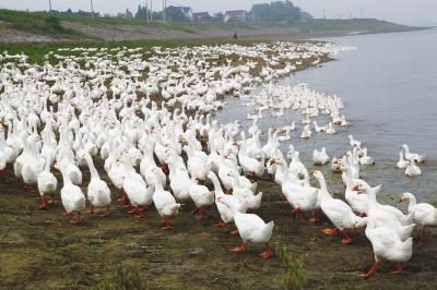 青草2017最新，生態(tài)、科技與藝術的完美融合